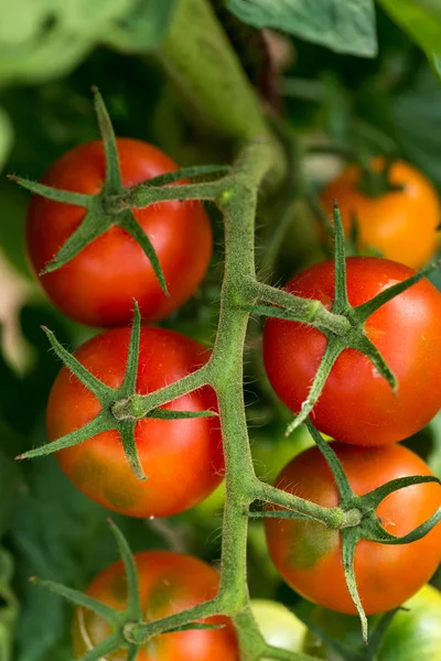 Красные помидоры растут на ветвях — стоковое фото
