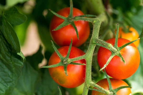 Röda tomater växer på grenar Stockbild