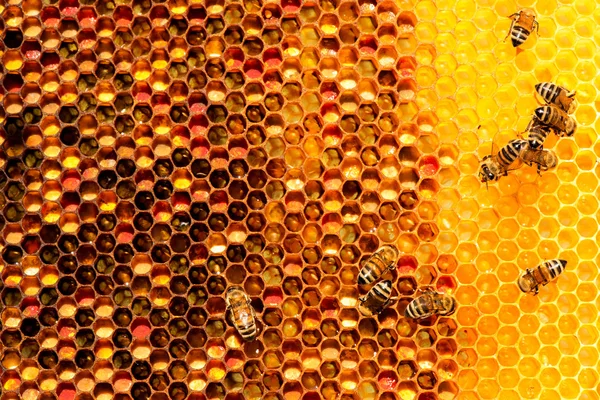 Closeup of bees on honeycomb in apiary — Stock Photo, Image