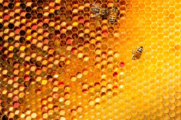 Closeup of bees on honeycomb in apiary — Stock Photo, Image