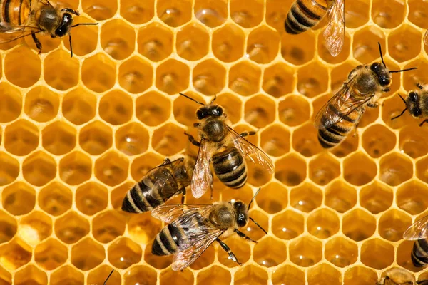 Primer plano de las abejas en panal en colmenar — Foto de Stock