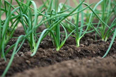 Serada yetişen organik soğan bitkilerinin yakın çekimi - seçici bir odak noktası