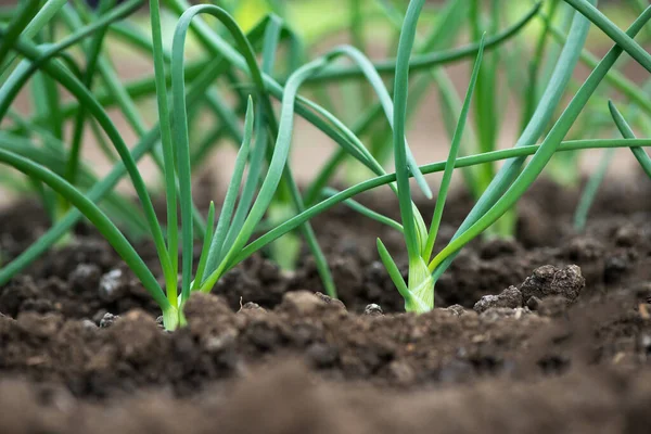 Gros Plan Sur Les Plantes Oignons Biologiques Qui Poussent Serre — Photo