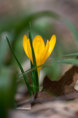 Bahar bahçesinde tomurcuklanma - seçmeli odak, kopyalama alanı