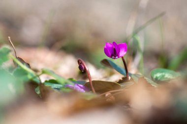 Ormanda bahar çiçekleri açan pembe siklamenlerin tıkanması. Çuha çiçekleri. - Evet. Cyclamen hederifolium (sarmaşık yapraklı siklamen veya sowbread )