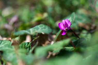 Ormanda bahar çiçekleri açan pembe siklamenlerin tıkanması. Çuha çiçekleri. - Evet. Cyclamen hederifolium (sarmaşık yapraklı siklamen veya sowbread )