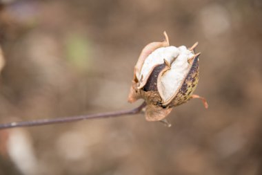 Pamuk bitki yakın çekim