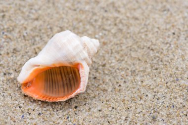 Kabuk sahilde - kopya alanı