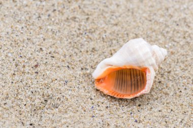 Kabuk sahilde - kopya alanı