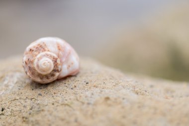 Kabuk sahilde - kopya alanı