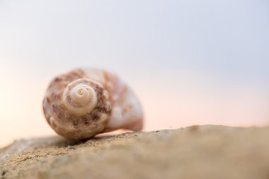 Kabuk sahilde - kopya alanı