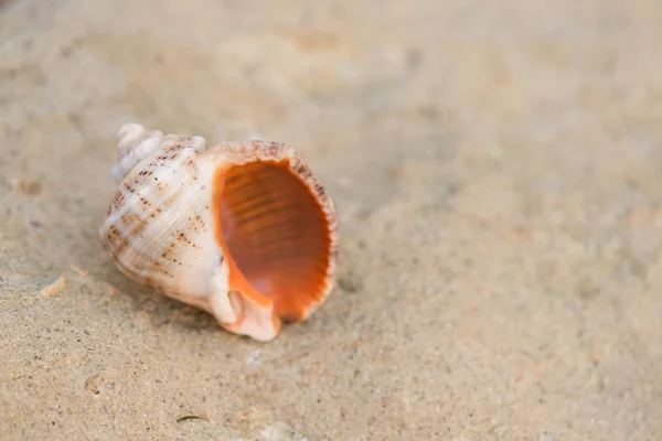 Shell på stranden - kopieringsrum - Stock-foto