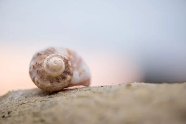 Shell na pláži - kopie prostor — Stock fotografie