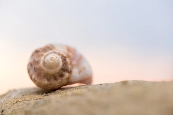 Shell en la playa - espacio para copiar —  Fotos de Stock