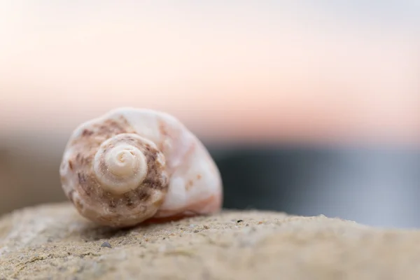Shell na pláži - kopie prostor — Stock fotografie