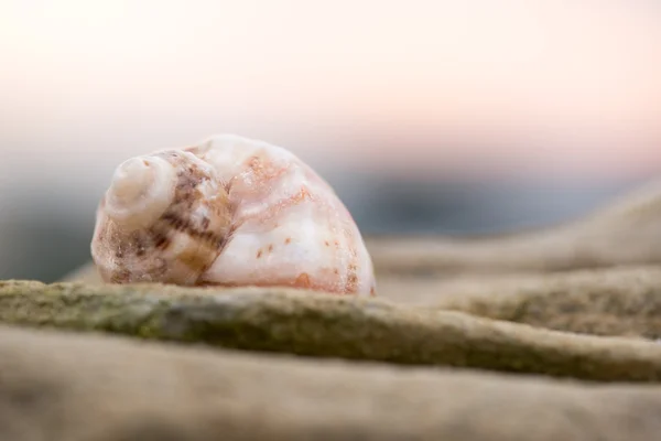 Shell on the beach - copy space — Stock Photo, Image