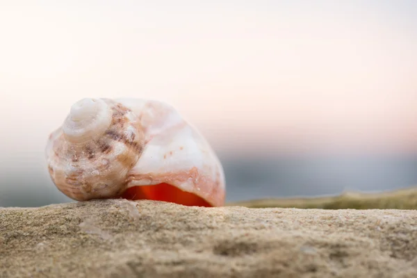 Shell on the beach - copy space — Stock Photo, Image