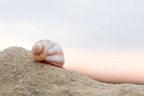 Shell na pláži - kopie prostor — Stock fotografie