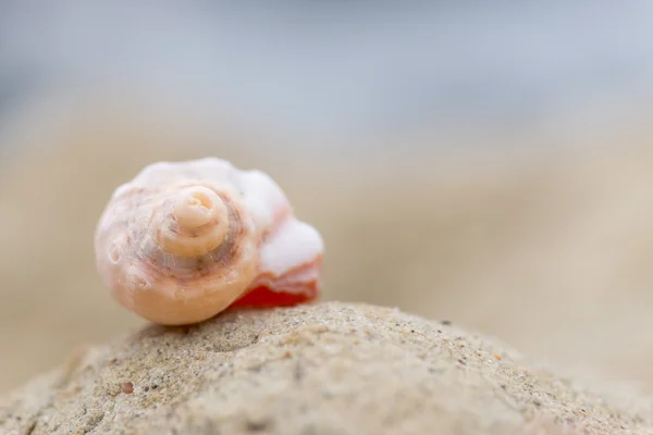 Shell on the beach - copy space — Stock Photo, Image