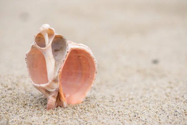 Shell en la playa - espacio para copiar —  Fotos de Stock