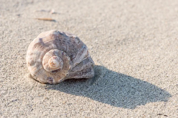 Shell på stranden - kopieringsrum - Stock-foto