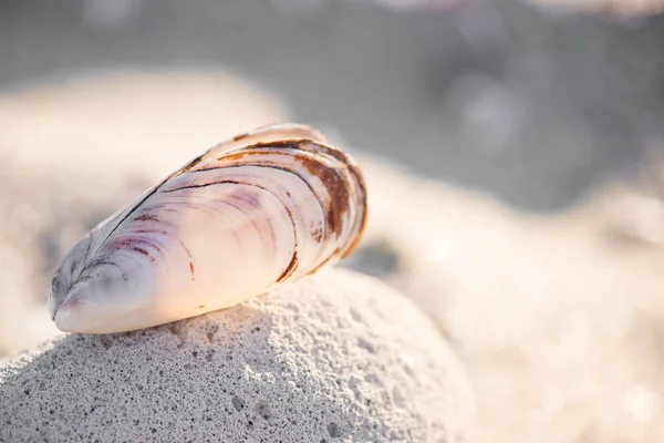 Shell en la playa - espacio para copiar —  Fotos de Stock