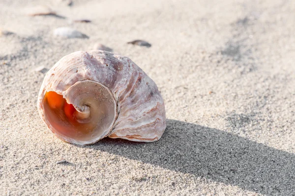 Shell na pláži - kopie prostor — Stock fotografie