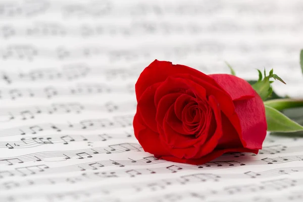 Roses and music sheets - selective focus — Stock Photo, Image