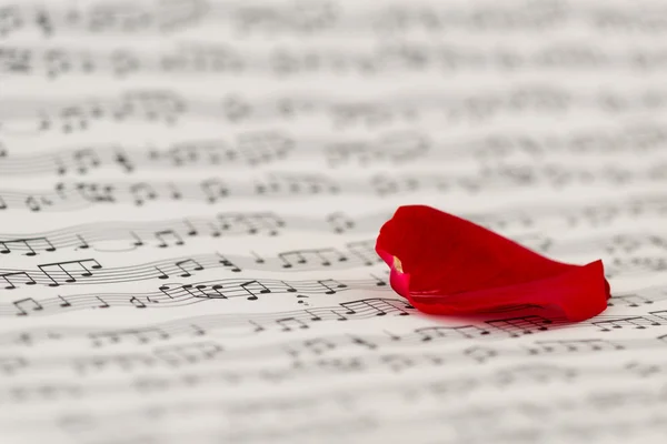 Τριαντάφυλλα και τα φύλλα της μουσικής - επιλεκτική εστίαση — Φωτογραφία Αρχείου