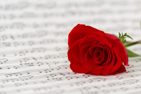 Roses and music sheets - selective focus — Stock Photo, Image