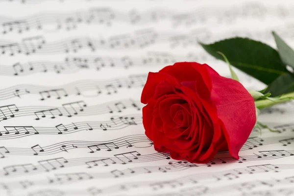 Roses and music sheets - selective focus — Stock Photo, Image