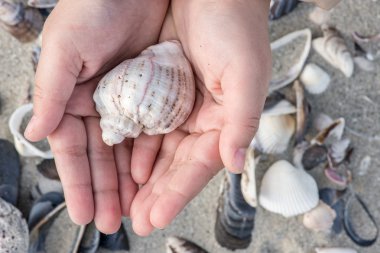 bir kabuk holding insan eller