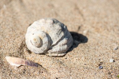Kabuk sahilde - kopya alanı