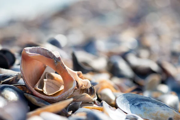 Shell en la playa - espacio para copiar —  Fotos de Stock