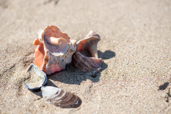 Shell na pláži - kopie prostor — Stock fotografie