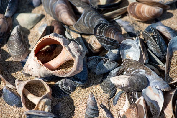 Shell en la playa - espacio para copiar —  Fotos de Stock