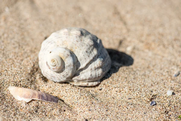 Kabuk sahilde - kopya alanı