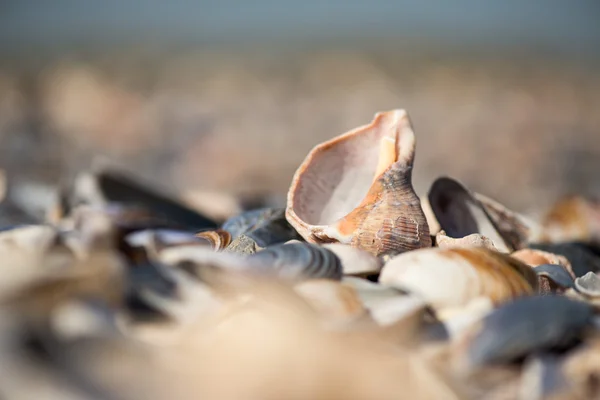 Shell en la playa - espacio para copiar —  Fotos de Stock