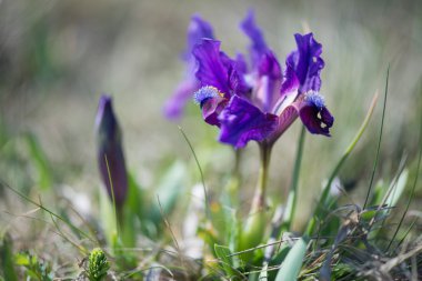 Vahşi mavi Iris - seçici odak, kopya alanı