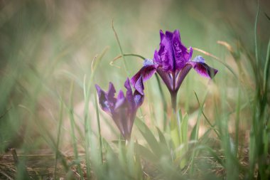 Vahşi mavi Iris - seçici odak, kopya alanı