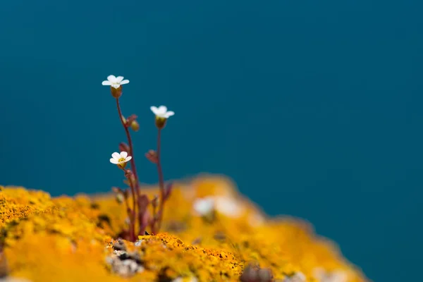 Wild white rock flowers - selective focus, copy space — Stock Photo, Image
