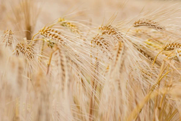 Impianti cerealicoli, orzo, con diversa attenzione — Foto Stock