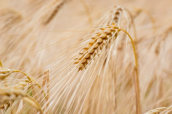 Impianti cerealicoli, orzo, con diversa attenzione — Foto Stock