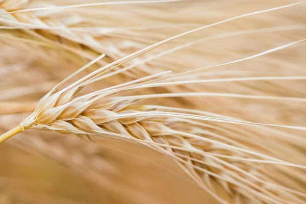 Impianti cerealicoli, orzo, con diversa attenzione — Foto Stock