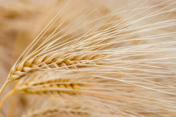 Plantas de cereais, cevada, com foco diferente — Fotografia de Stock