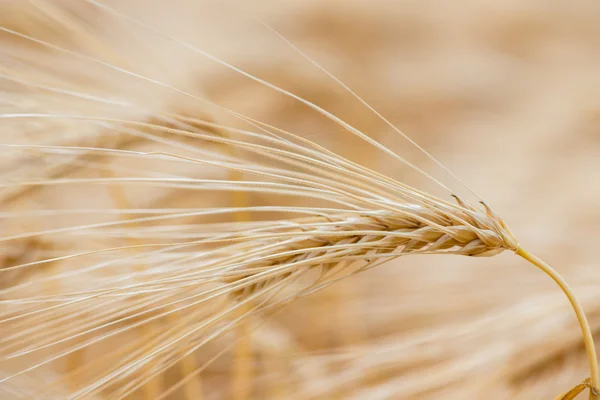 Impianti cerealicoli, orzo, con diversa attenzione — Foto Stock