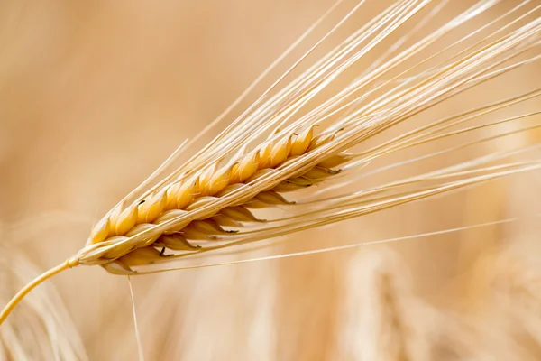 Getreidepflanzen, Gerste, mit unterschiedlichem Schwerpunkt — Stockfoto