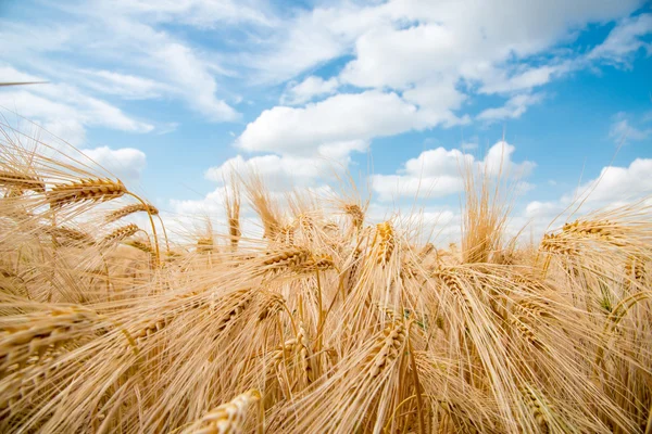 Impianti cerealicoli, orzo, con diversa attenzione — Foto Stock