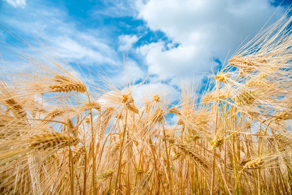 Impianti cerealicoli, orzo, con diversa attenzione — Foto Stock