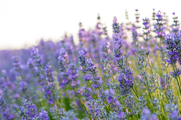 Prado de lavanda. Composición natural. Enfoque selectivo — Foto de Stock